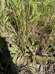 Plantago subnuda