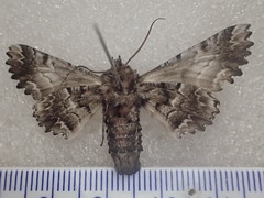 Hypographa aristarcha