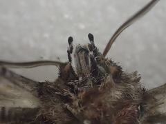 Hypographa aristarcha