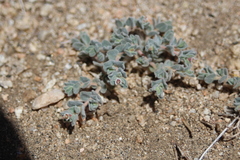 Euphorbia vallis-mortae