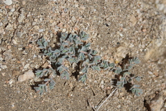 Euphorbia vallis-mortae