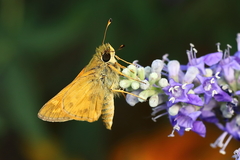 Atalopedes campestris