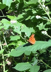 Polygonia satyrus