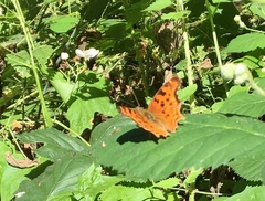 Polygonia satyrus