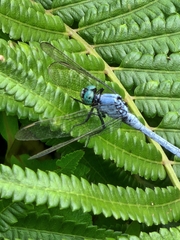 Orthetrum luzonicum