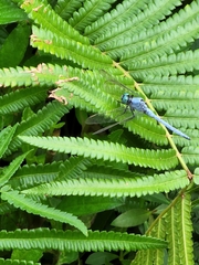 Orthetrum luzonicum