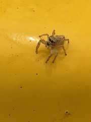 Salticidae