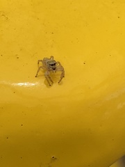 Salticidae