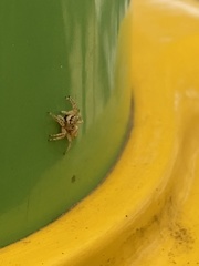Salticidae