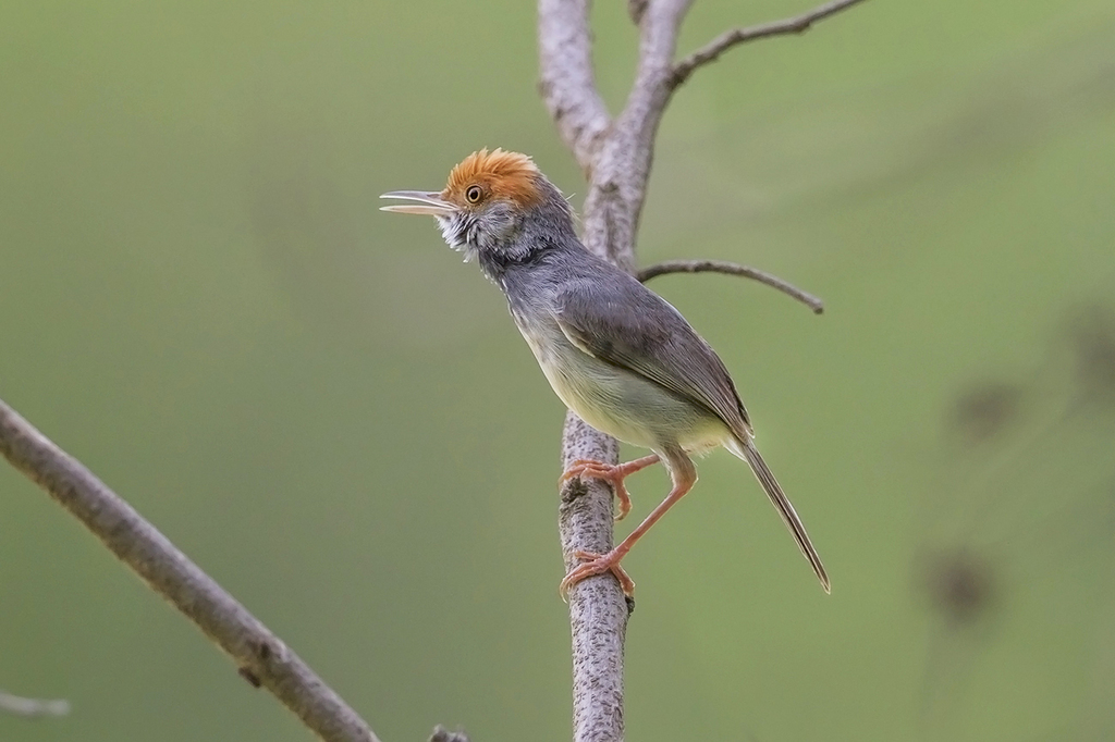 Cambodian Tailorbird (Orthotomus chaktomuk) photo