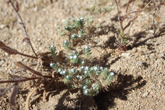 Cryptantha decipiens