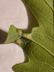 Neuroterus fugiens