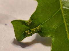 Neuroterus fugiens