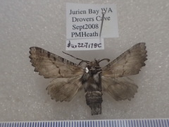 Hypographa aristarcha