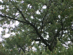 Oporornis agilis