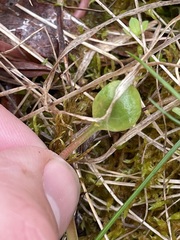 Rossmanomyces pyrolae