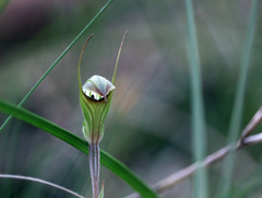 Pterostylis × toveyana
