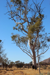Corymbia aparrerinja