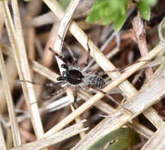 Pardosa moesta