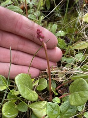 Rossmanomyces pyrolae