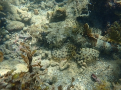 Cymbacephalus parilis