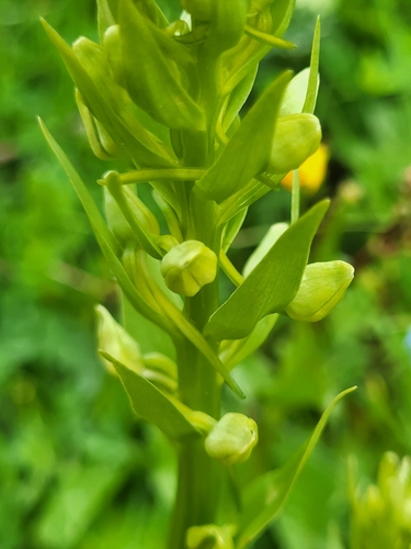 vemenník (Platanthera)