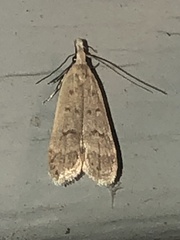 Dichomeris punctidiscellus