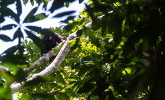 Chiropotes albinasus