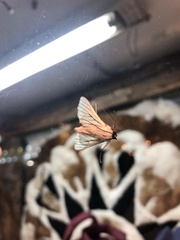 Polygrammodes quatrilis