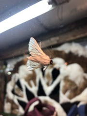 Polygrammodes quatrilis