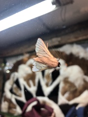 Polygrammodes quatrilis