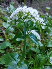 Valeriana montana