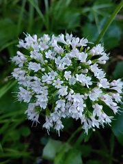 Valeriana montana