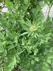 Levisticum