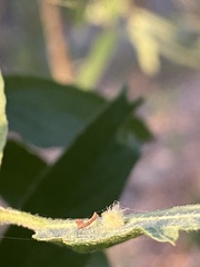 Celticecis capsularis