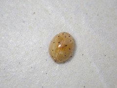 Harmonia sedecimnotata