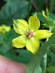 Lysimachia tonsa