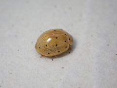 Harmonia sedecimnotata