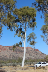 Corymbia aparrerinja