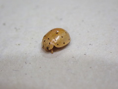 Harmonia sedecimnotata