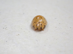 Harmonia sedecimnotata