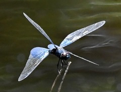 Rhyothemis triangularis