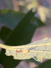 Celticecis capsularis