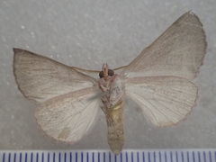 Lissomma himerata