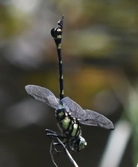 Ictinogomphus pertinax