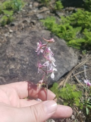 Delphinium hansenii hansenii