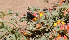 Erynnis afranius