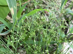 Fimbristylis squarrosa