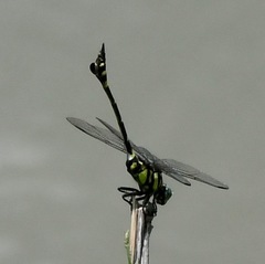Ictinogomphus pertinax