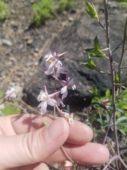 Delphinium hansenii hansenii